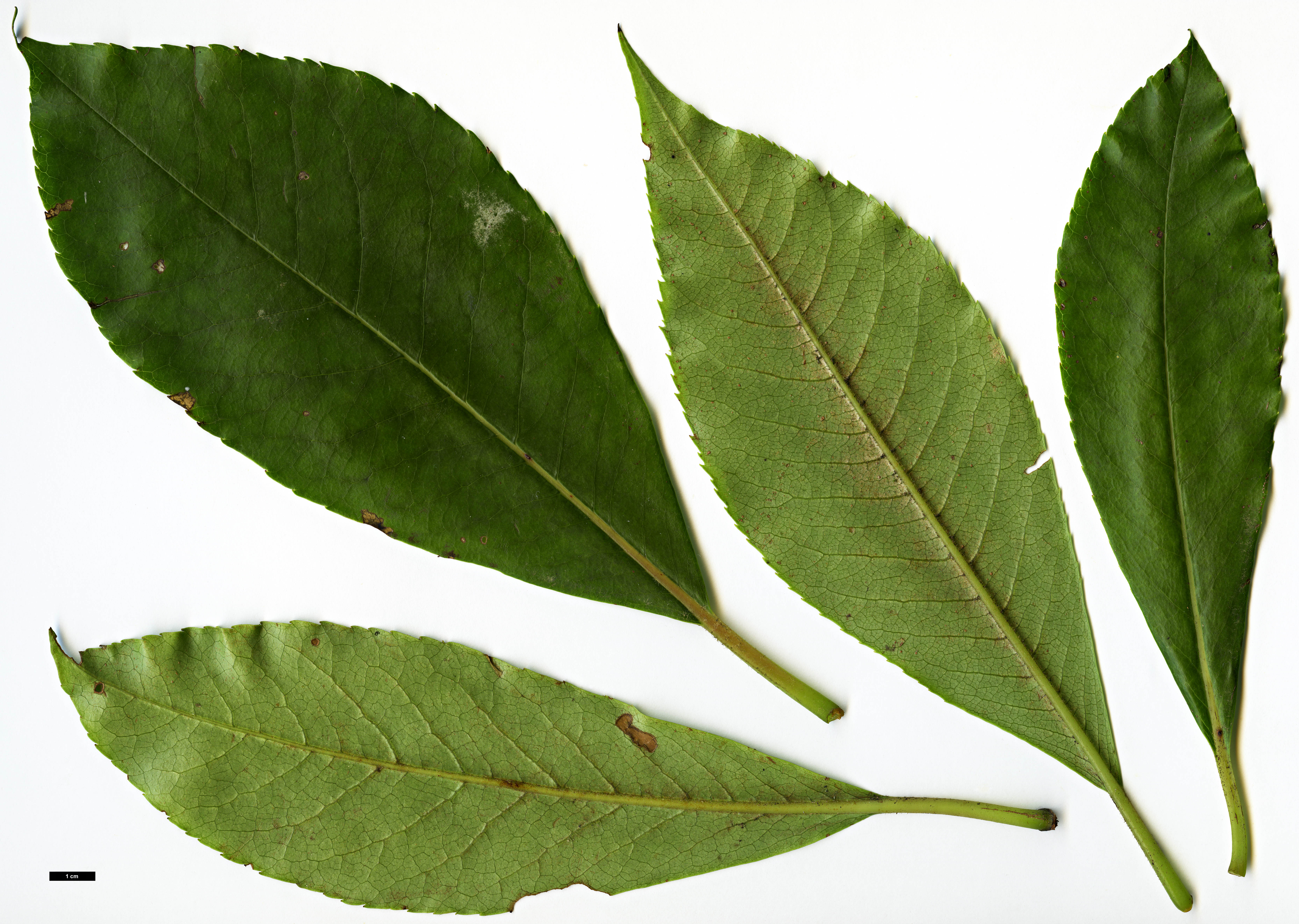 High resolution image: Family: Clethraceae - Genus: Clethra - Taxon: arborea